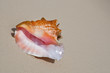 Beige shell on white sand beach near blue ocean Beige shell on white sand beach near blue ocean