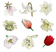 flower sketch collection