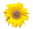 Sunflower-coins