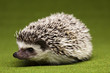 Hedgehog