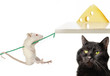 Cat and rat
