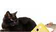 Cat and rat