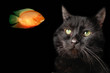 cat
