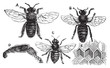 Male, female and neutral bee with leg close-up and honeycomb