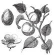 Apricot flower, tree and kernel old engraved illustration Apricot flower, tree and kernel old engraved illustration