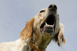 setter anglais setter anglais