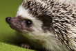 Hedgehog