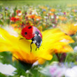Le printemps de la coccinelle