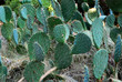 champ de cactus