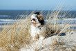Foto: Hund in den Dünen Hund in den Dünen