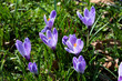 Foto: Krokusse auf Wiese Krokusse auf Wiese