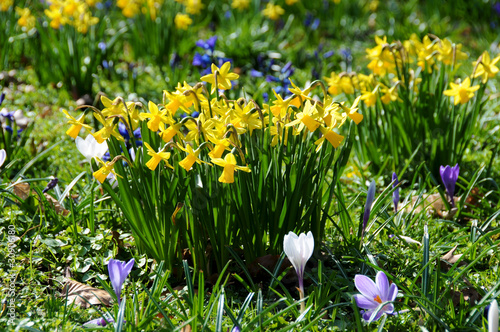 Foto: Blumenwiese im Frühling Blumenwiese im Frühling
