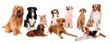 Hundebande