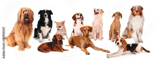 Foto: Hundebande Hundebande