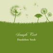 Vektor: Dandelion Seeds Background Dandelion Seeds Background