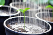 Young plant