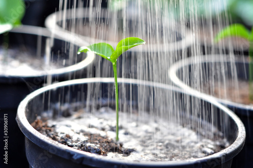Photo: Young plant Young plant
