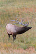 Majestic Bull Elk
