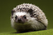 Hedgehog