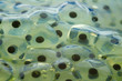 frogspawn close-up