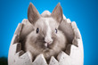 Easter Bunny