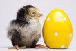 Chick and Egg