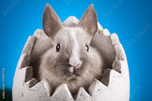Foto: Easter Bunny Easter Bunny
