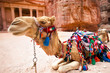 Bedouin camel rests near the Al Khazneh at Petra,  Jordan