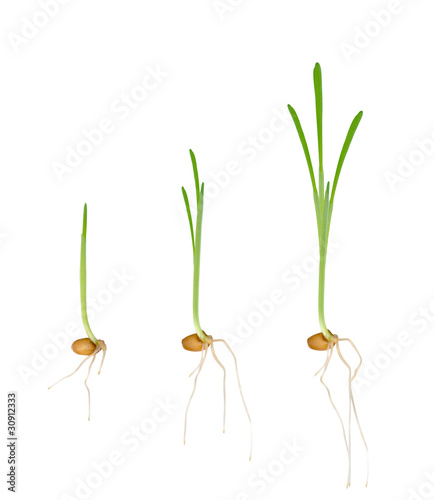 Photo: Young seedlings of plants Young seedlings of plants