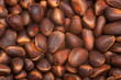 Photo: pine nuts pine nuts