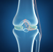 X-ray concept of knee joint closeup view. On blue background