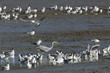 Héron et mouettes à la pêche