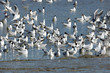 Mouettes sur l'eau