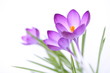 Zarte Frühlingsblumen auf weißem Hintergrund