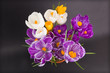 Crocus close up on black background