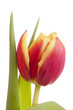 Tulpenblüte