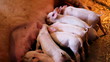 Piglets in a Farm