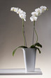 Orchid in flowerpot