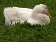 bio ente