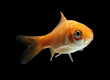 Goldfisch rotorange schwarz6