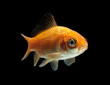 Goldfisch rotorange schwarz9