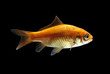 Goldfisch rotorange schwarz10