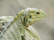 A portrait of an iguana in Vienna Zoo