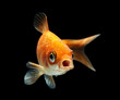 Foto: Goldfisch rotorange schwarz11 Goldfisch rotorange schwarz11