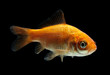 Goldfisch rotorange schwarz12