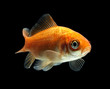 Goldfisch rotorange schwarz7