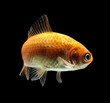 Goldfisch rotorange schwarz8