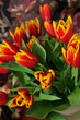 beautiful bouquet from red tulips closeup beautiful bouquet from red tulips closeup