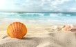 Shell on the beach