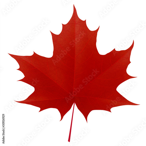 Vector: Realistic red maple leaf isolated on white background Realistic red maple leaf isolated on white background